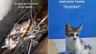 Selamatkan Kucing Kecil saat Banjir, Aksi Pria Ini Panen Pujian hingga Doa Makin Sehat