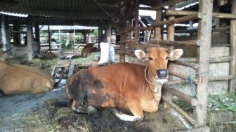 Penyakit Mulut dan Kuku di Lombok Tengah Makin Parah, Kini Menyerang Kerbau dan Kambing Jelang Idul Adha 2022