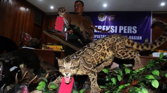 Puluhan Opsetan Hewan Langka Diamankan di Padang