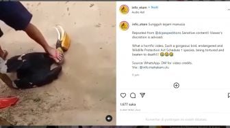 Sadis! Burung Diduga Rangkong Badak Disiksa oleh Sekelompok Pria, Dipukuli Balok Kayu sampai Diinjak Batang Lehernya