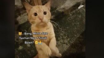 Kucing Oren Minta Makan dengan Sopan Sampai Berdiri Seperti Memohon-mohon, Bikin Netizen Gemes: Belajar Dari Mana?