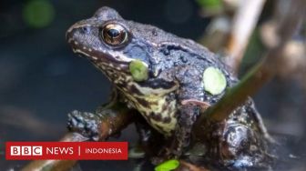 Tulang Belulang Katak di Cambridgeshire Zaman Besi Membuat Ahli Tercengang