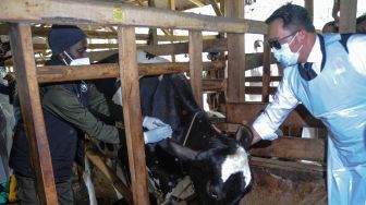 Gubernur Jawa Barat Ridwan Kamil menyaksikan proses vaksinasi penyakit mulut dan kuku (PMK) kepada hewan ternak sapi perah di Cilembu, Kabupaten Sumedang, Jawa Barat, Senin (20/6/2022).   ANTARA FOTO/Raisan Al Farisi