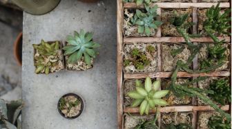 6 Tips Merawat Kaktus di Rumah, Perhatikan Penyiraman dan Kebutuhan Cahaya