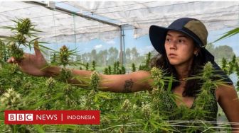 Ganja Thailand: dari Perang terhadap Narkoba hingga Sajian Kari Mariyuana