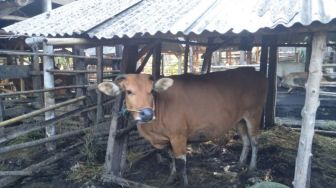 12.313 Ekor Ternak di Lombok Tengah Terinveksi Penyakit Mulut dan Kuku, Mayoritas Sapi