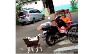 Geger Kurir Diserbu Anjing saat Antarkan Paket, Publik: Mau Nimpuk tapi Peliharaan Pelanggan