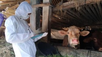 71 Kerbau di Toraja Positif Terjangkit Penyakit Mulut dan Kuku: Lidah Melepuh, Kuku Bernanah, dan Beringus