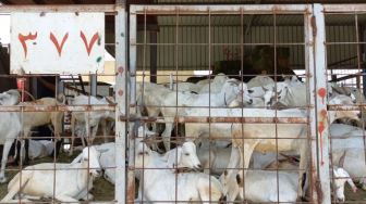 Mengintip Pasar An'am Mekkah, Pusat Jual Kambing untuk Jamaah Haji Bayar Dam