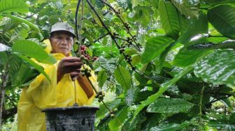 Tradisi Wiwit Kopi Jelang Panen, Kearifan Lokal Desa Colo Kudus Berharap Kesejahteraan Petani