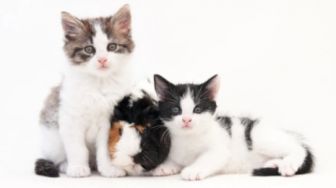 Mediasi Kasus Pemberian Makan Kucing Liar Telah Berakhir, Ini Tanggapan Wakil Camat Kebon Jeruk