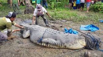 Geger! Video Buaya Keciduk Berenang di Pantai Anyer, Warganet: Kok Pada Heran, di Darat Aja Banyak