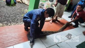 Ngeri! Ular Sanca Besar Bersarang di Bawah Keramik Rumah Warga Sukabumi
