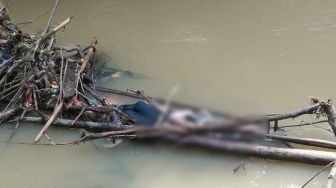 Penemuan Mayat di Sungai Cibinuangeun Malimping Bikin Geger, Ditemukan Membusuk di Tumpukan Ranting Kayu