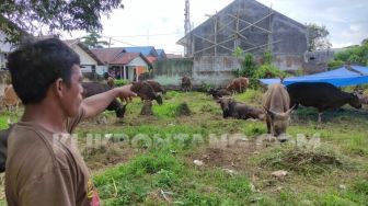 Pemerintah Larang Hewan Ternak Masuk ke Sulawesi Selatan