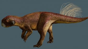 Berusia 125 Juta Tahun, Fosil Dinosaurus Ini Memiliki Pusar Tertua