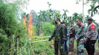 BNN Musnahkan Ladang Ganja Seluas Enam Hektare di Aceh Utara