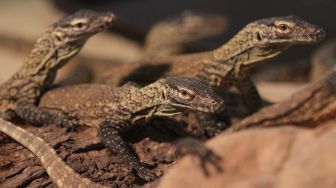 Kebun Binatang Surabaya Tambah Koleksi 29 Bayi Komodo