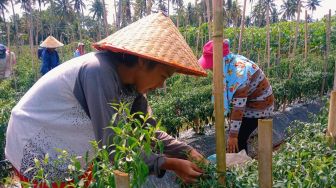 Harga Cabai Melambung Tinggi, Petani Cabai di Lampung Timur Awasi Kebun Takut Dicuri