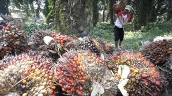 Harga Sawit Tingkat Petani di Bangka Belitung Naik dari Kisaran Rp350 Jadi Rp900 per Kg