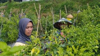 Harga Cabai Meroket, Petani di Lembang Telan Pil Pahit, Hasil Panen Rawan Dicuri