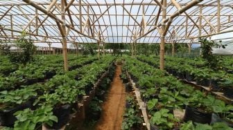 Apa Itu Smart Farming? Sistem Pertanian yang Sedang Digalakkan di Lampung