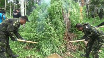 BNN Musnahkan Enam Hektare Ladang Ganja di Aceh Utara