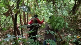 Ladang Ganja di Gunung Karuhan Berada di Lahan 10 Hektare, Polisi Terus Lakukan Penyisiran