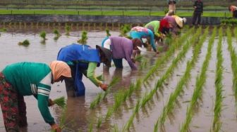 Lahan Pertanian di Kota Makassar Hilang 600 Hektare Dalam 10 Tahun