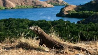 5 Fakta Menarik Pulau Komodo, Wisatawan Harus Beli Tiket Online dan Dibatasi Mulai 1 Agustus