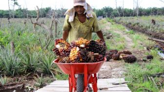 Harga Sawit Riau Beranjak Naik, Periode Ini Nyaris Rp2.000 per Kilogram