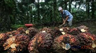 Petani Sawit Kaltim Keluhkan Soal Harga TBS, Pengamat Unmul Beberkan Faktornya