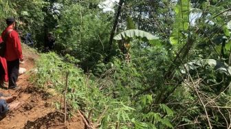 Ladang Ganja Kembali Ditemukan di Gunung Karuhun Cianjur, Polisi Sita 30 Batang di Dua Titik