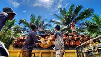Makin Anjlok, Ini Daftar Harga Sawit Riau Sepekan ke Depan
