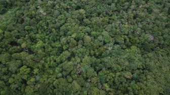 Kampanye Adopsi Hutan untuk Kurangi Emisi Karbon Hingga 400.000 Ton