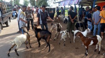 Sejumlah pedagang memasarkan ternak kambing di pasar hewan tradisional, Desa Cot Irie, Kecamatan Krueng Baruna Jaya, Kabupaten Aceh Besar, Aceh, Sabtu (2/7/2022). ANTARA FOTO/Ampelsa
