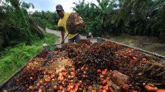 Harga Sawit di Riau Turun 1,11 Persen Dampak Penurunan Harga CPO