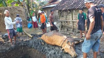 Wabah PMK di Ngawi, Tangis Ningsih Pun Pecah Sapi Indukannya Habis Melahirkan Mati