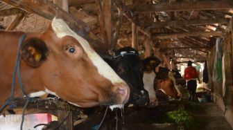 Vaksinasi dan Testing Hewan Ternak, Dua Langkah Penting Penanganan PMK