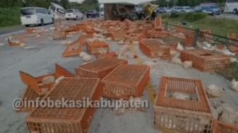 Truk Ayam dan Bus Primajasa Terlibat Kecelakaan Maut di Tol Cikopo-Palimanan Dua Orang Meninggal Dunia