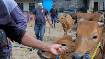 Pekerja menggiring sapi Bali ke atas truk untuk dikirim ke Kabupaten Jembrana di Pasar Hewan Beringkit, Badung, Bali, Minggu (3/7/2022). [ANTARA FOTO/Nyoman Hendra Wibowo/nym]