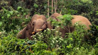 Puluhan Gajah Liar Rusak Kebun Kopi Warga di Aceh Utara