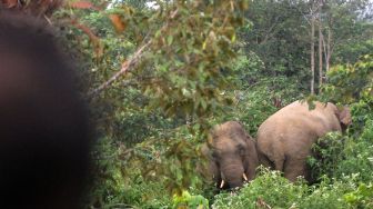Pemasangan GPS Collar  Gajah Liar di Lampung Barat Gagal, Ini Penyebabnya