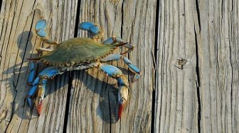 4 Ciri Crab Mentality yang Bisa Menghambat Kesuksesan Orang Lain, Perlu Dihindari!
