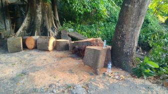 Cerita Saksi Mata di TKP Pohon Tumbang Denpasar : Tiba-tiba Ada Suara Krepet-krepet