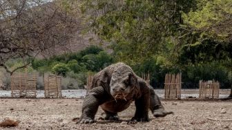Tiket Taman Nasional Komodo Akan Naik Jadi Rp 3,7 Juta, Menparekraf Angkat Bicara