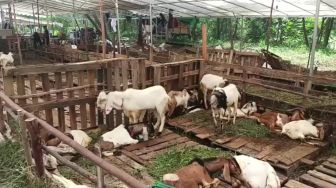 Kambing Asal Lampung Mati di Perjalanan, Pedagang di Batam Rugi Ratusan Juta, Stok Hewan Kurban Diprediksi Berkurang