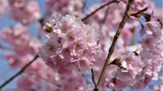 Mengenal Budaya Hanakotoba, Bahasa Bunga di Jepang dan Jenis-jenis Bunganya
