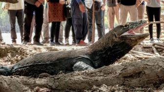 Tiket Terusan Pulau Komodo Naik, Sandiaga Uno: Kalau Mau Lihat Komodo Bisa ke Pulau Rinca