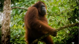 Miris, Orangutan Kebingungan Sendirian di Tengah Proyek: Susah Mencari Makan